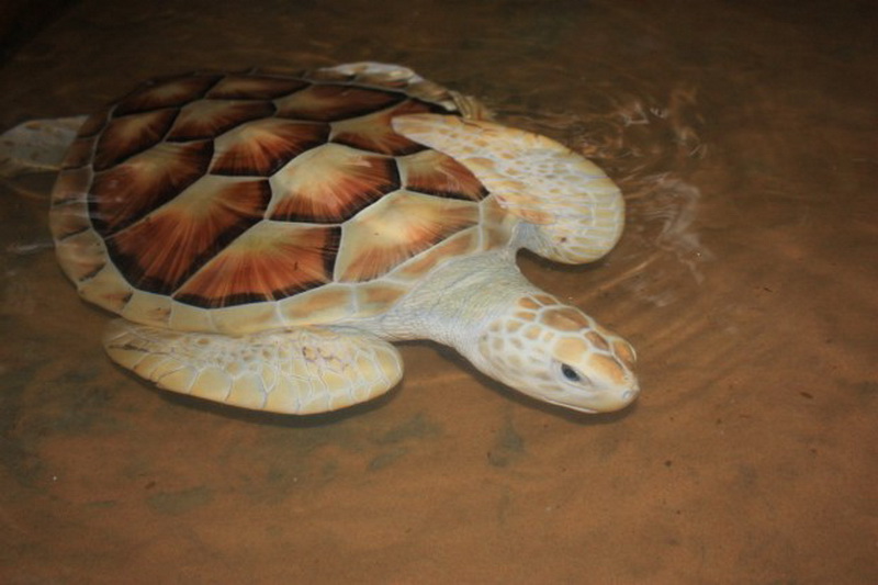 Sri Lanka, Kosgoda, Turtle Farm